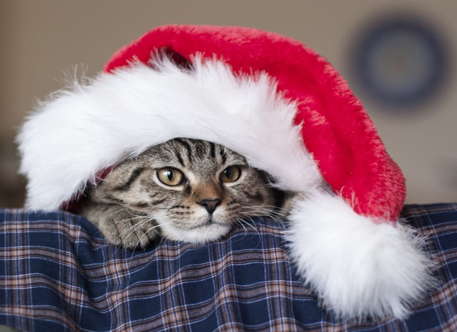 Новогодние коты