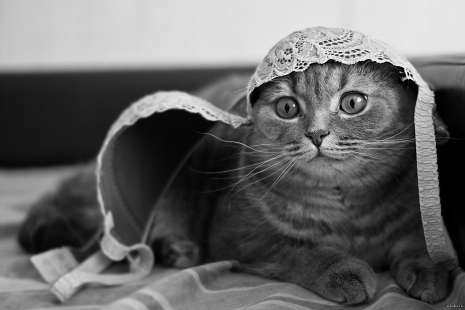 Смешные котики