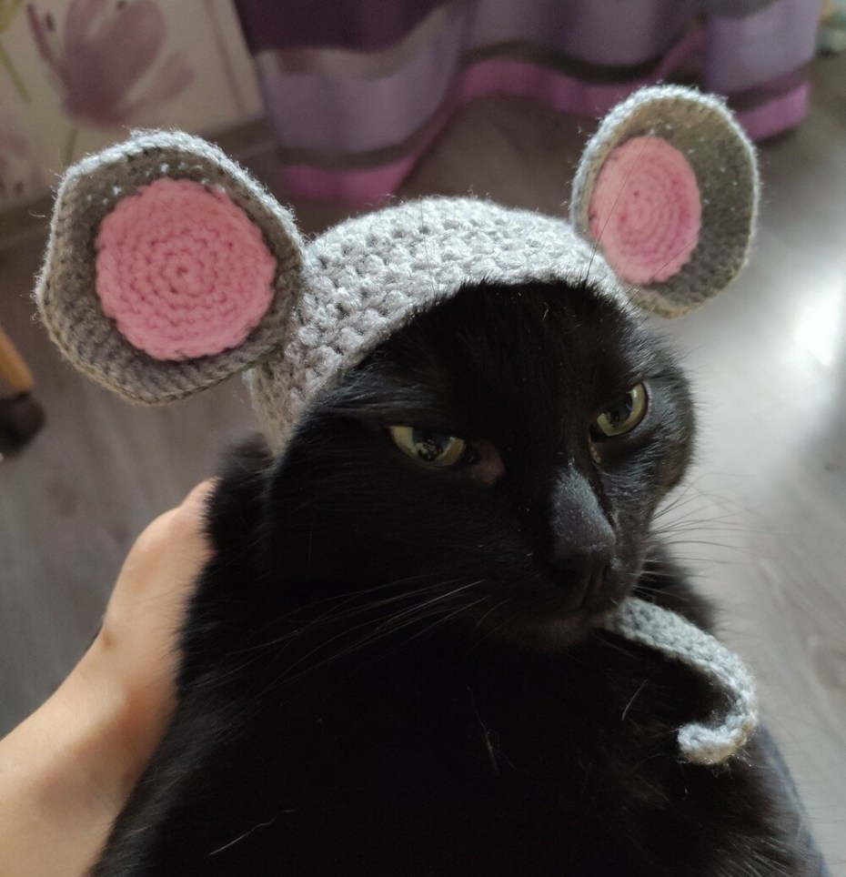 Кошечка в шапочке