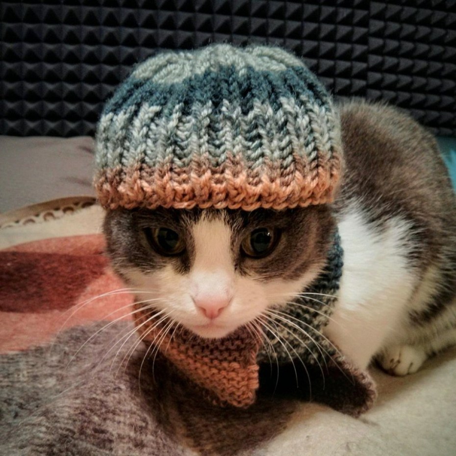 Котейка в шапочке