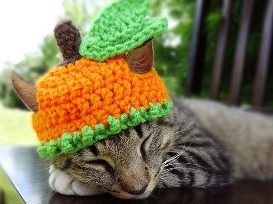 Шапочка кошки