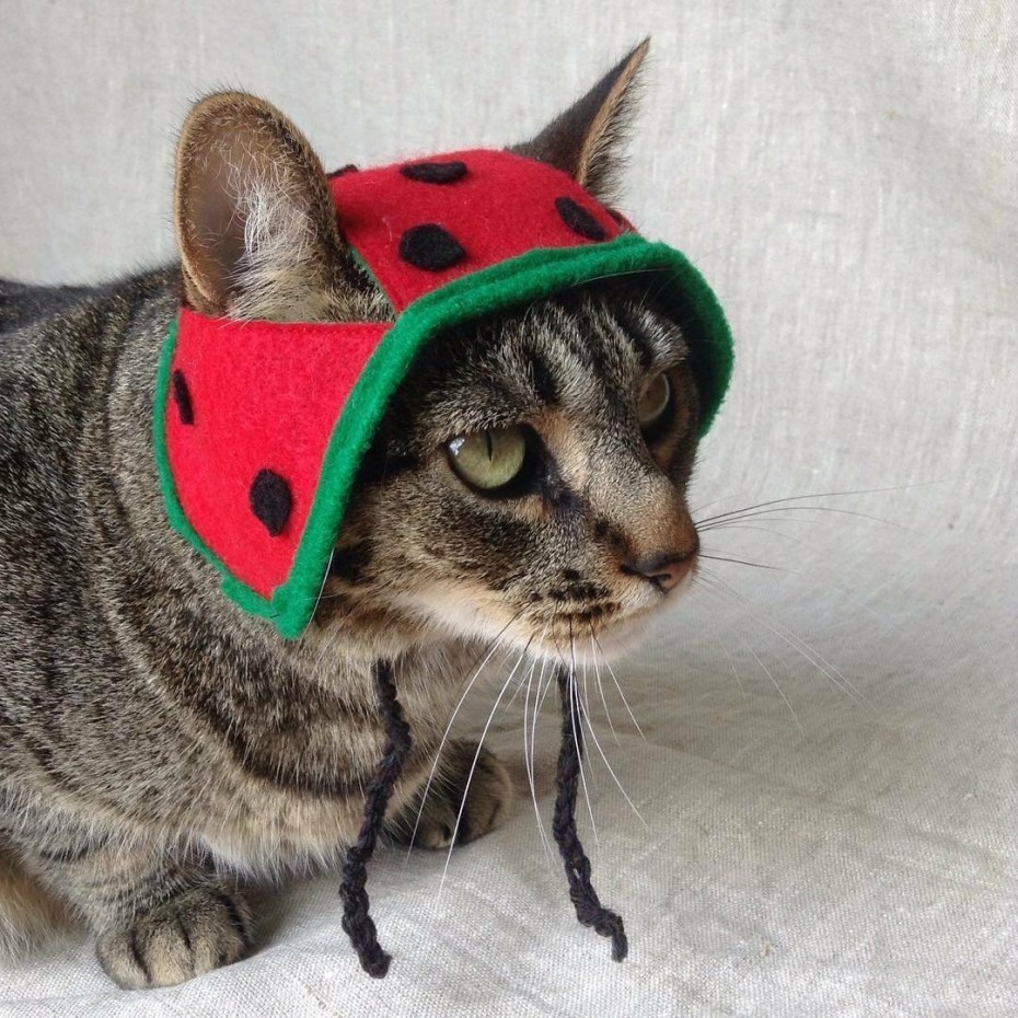 Шапочки для котов