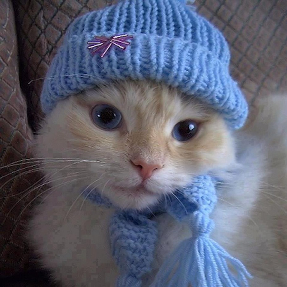 Котенок в шапочке