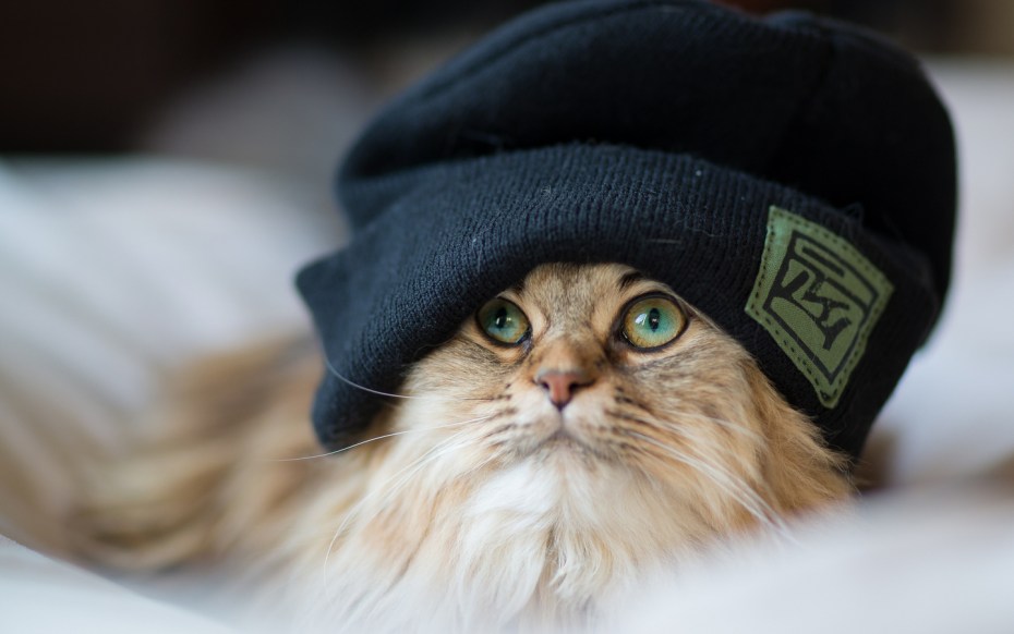 Кот в кепке