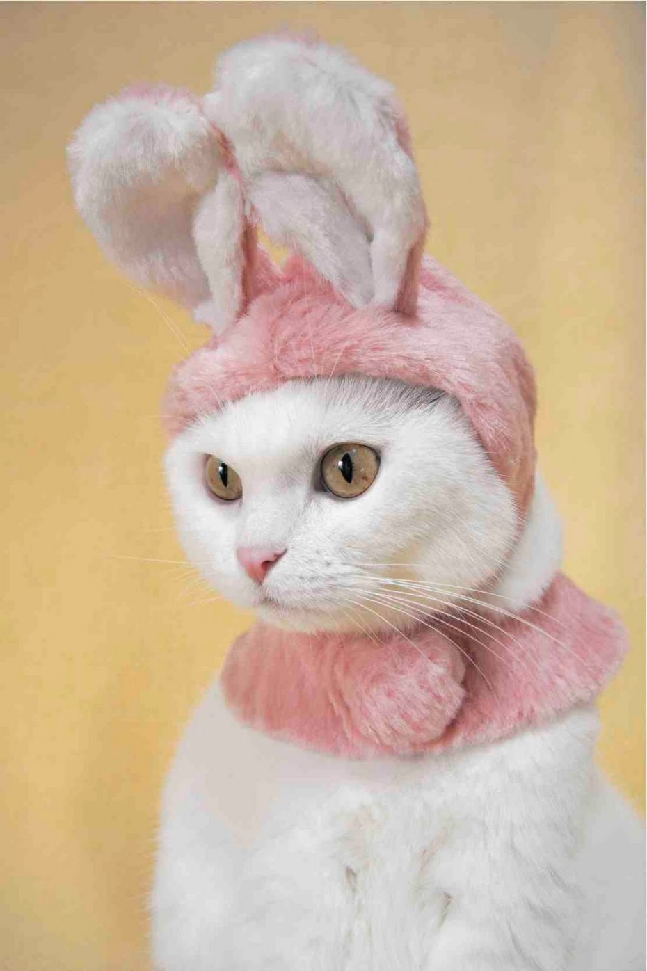 Кошечка в шапочке