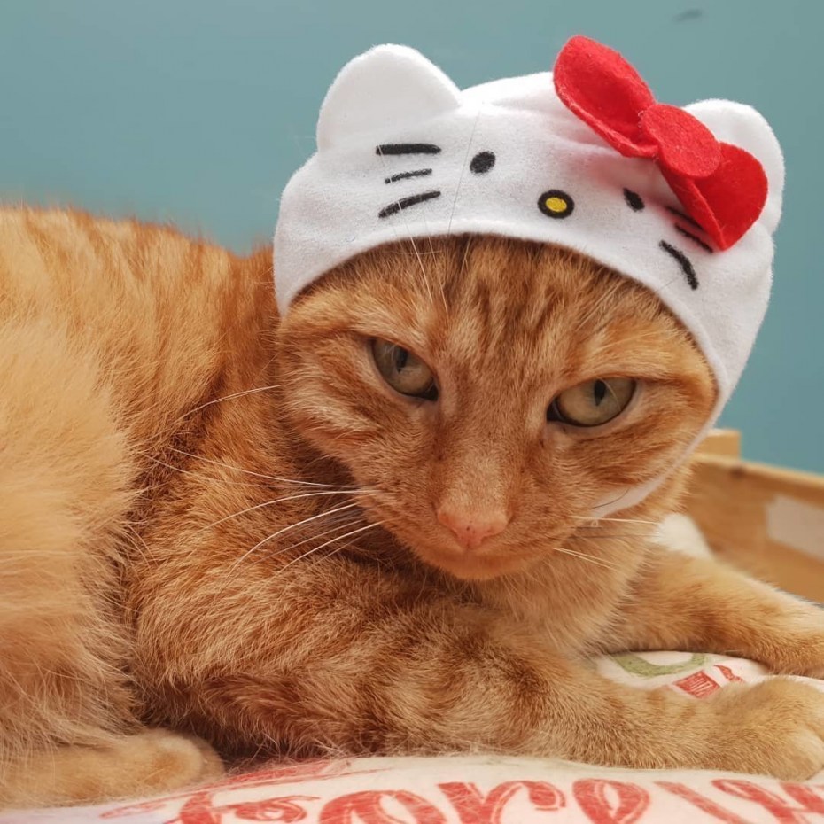 Котенок в шапочке