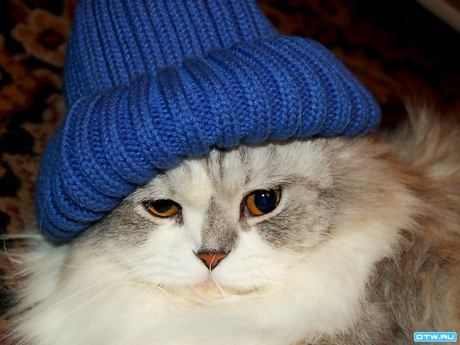 Котик в синей шапке