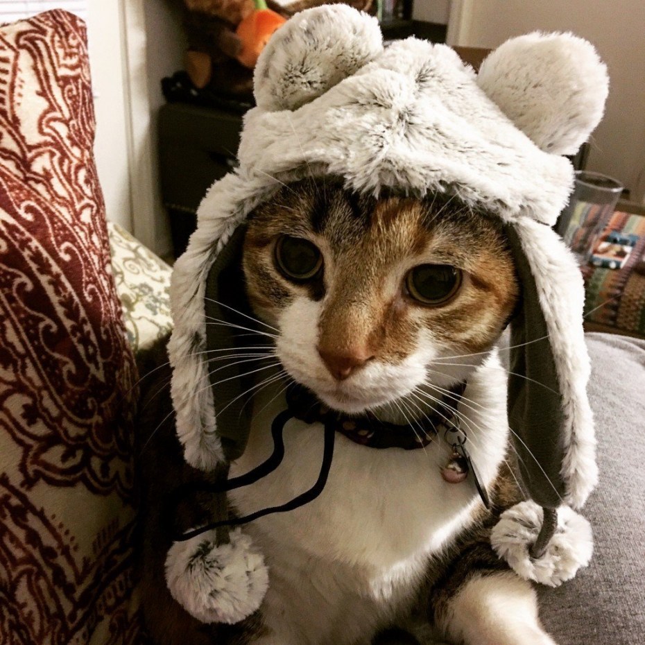 Кот в шапке