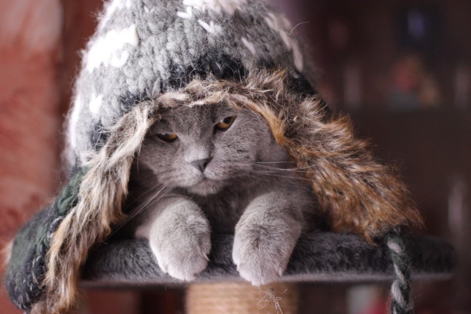 Кот в шапке ушанке