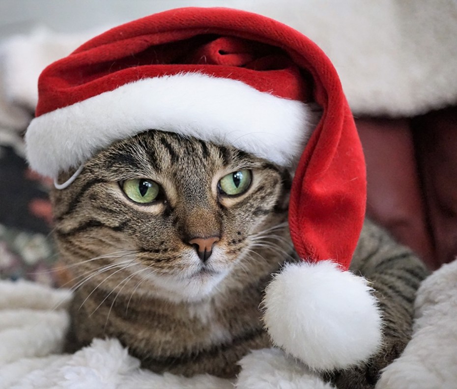 Новогодние коты
