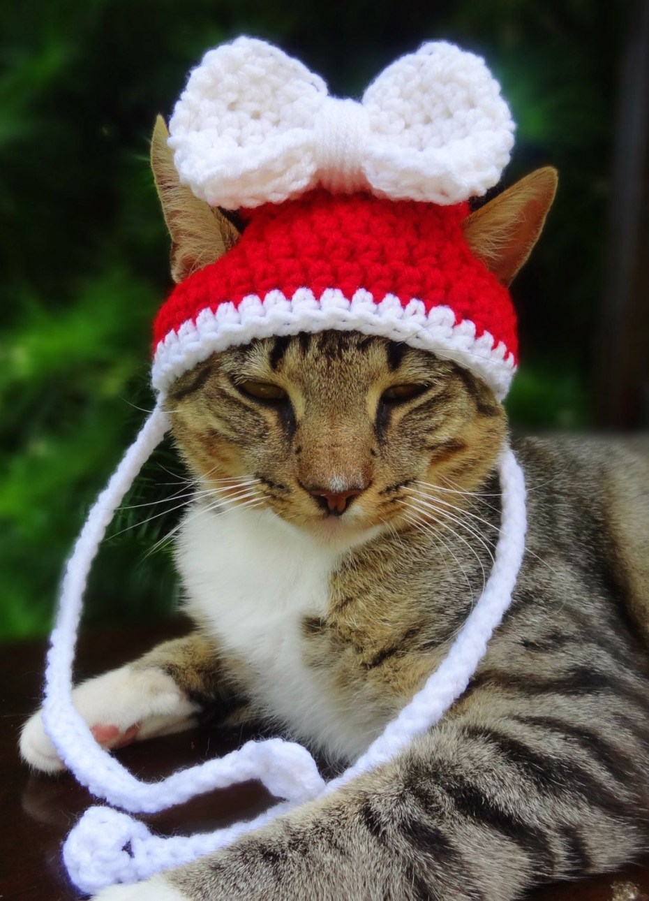 Котенок в шапочке
