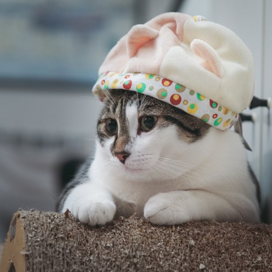 Шапочка котика