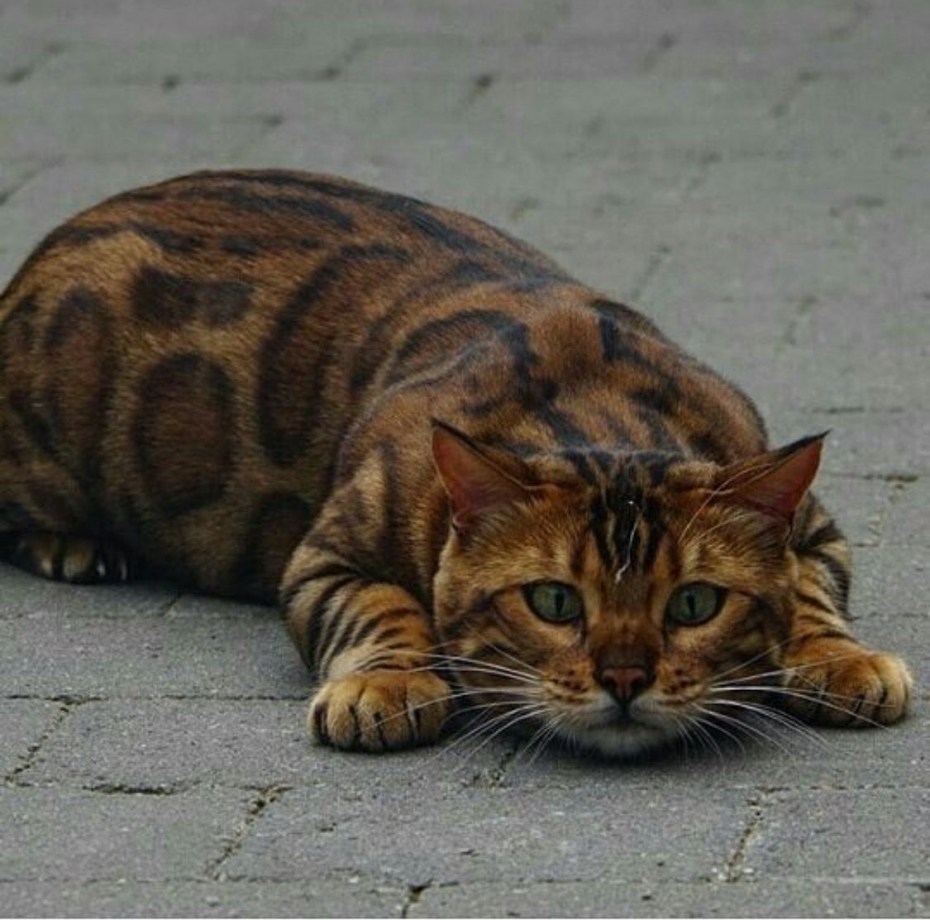 Тойгер вес кота