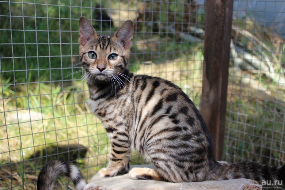 Кошка тойгер котята