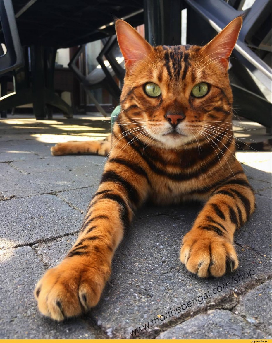 Котята породы тойгер