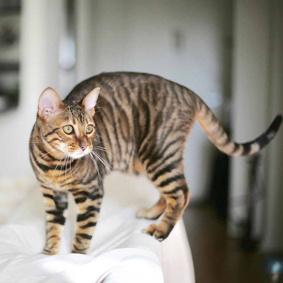 Кошка тойгер котята