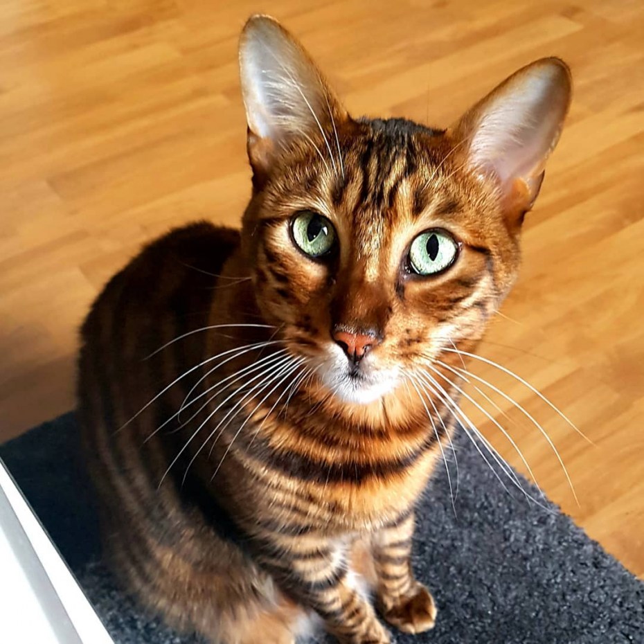 Коты породы тойгер