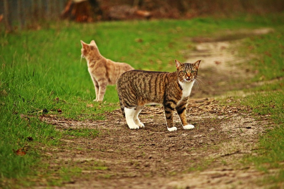 Бенгальский кот полосатый