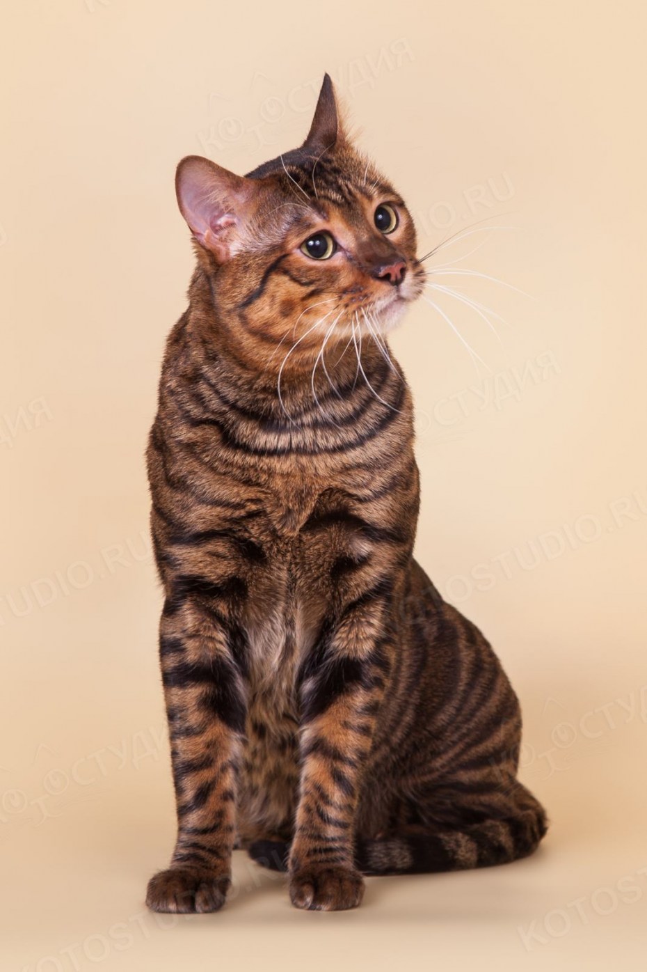 Кошка тойгер котята