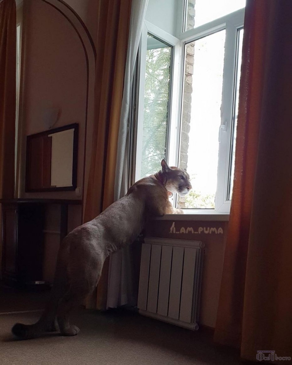 Кот Пума домашняя