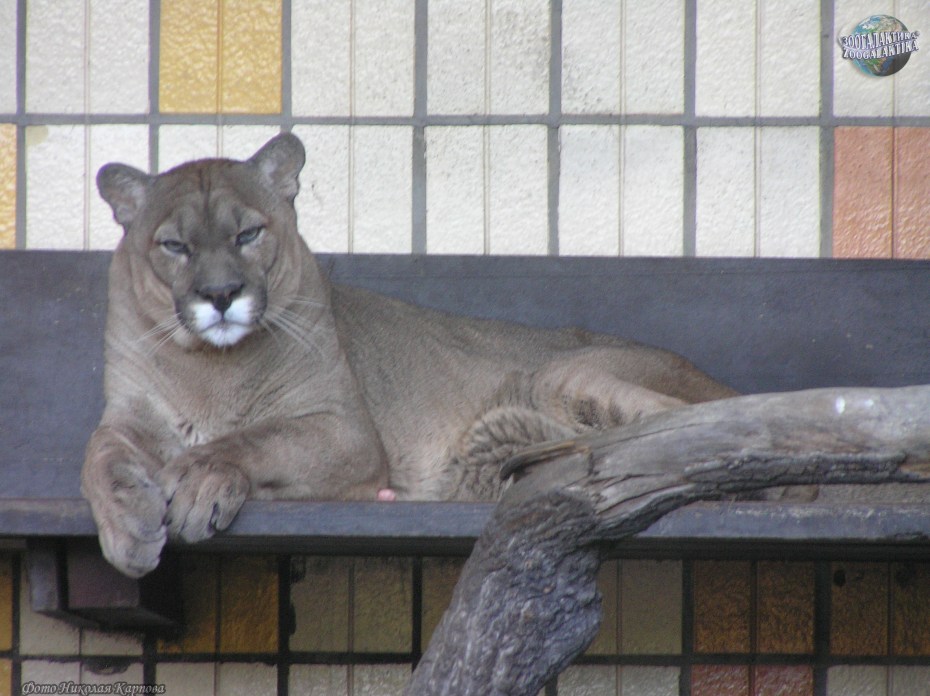 Пума Месси i am Puma