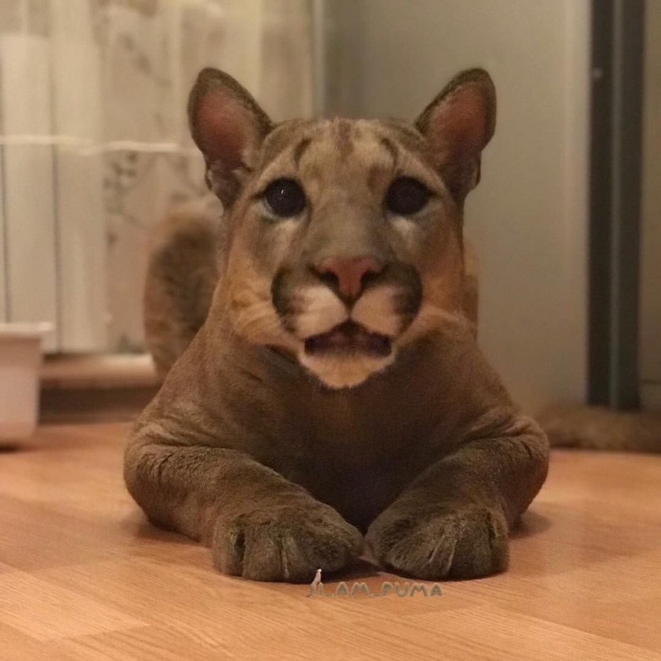 Пума Месси i am Puma