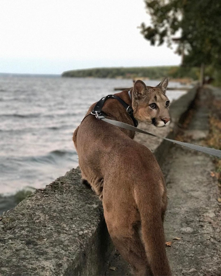 Александр Дмитриев Пума