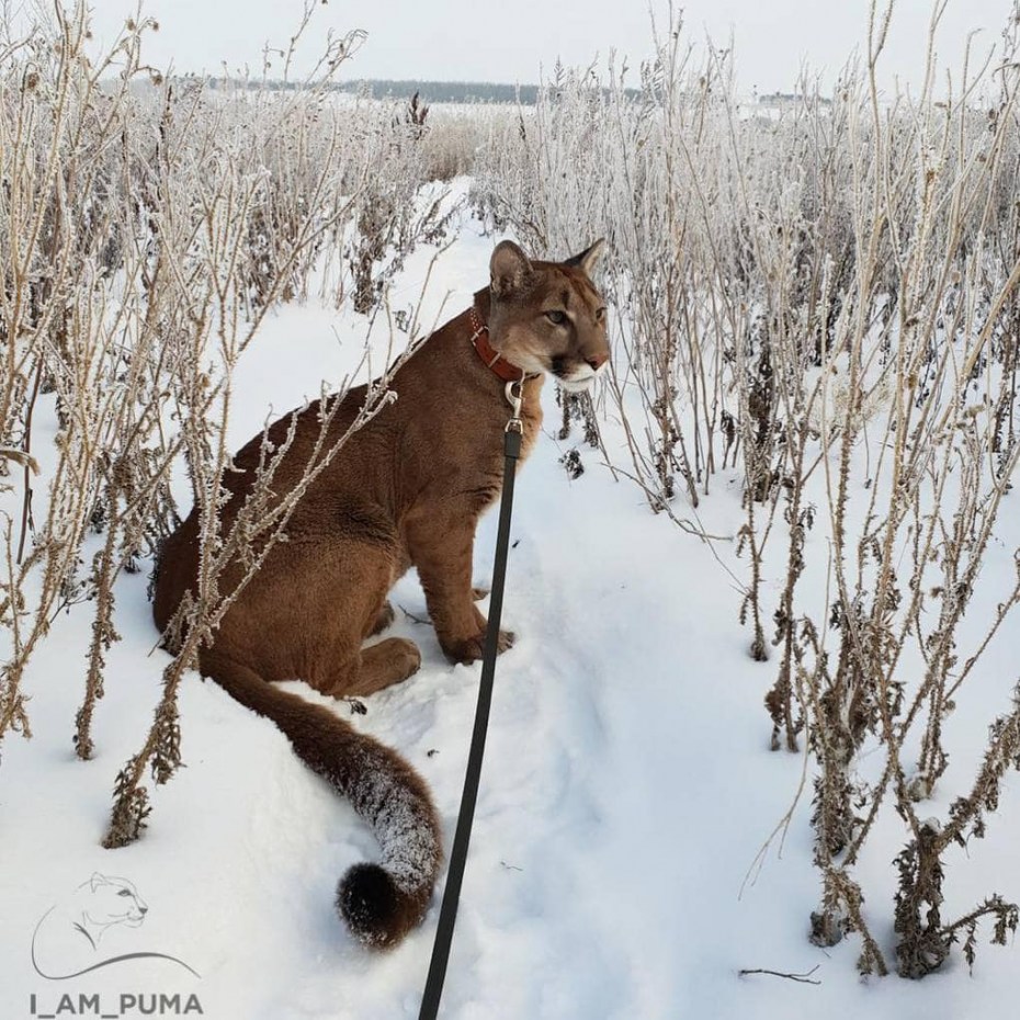Пума самец
