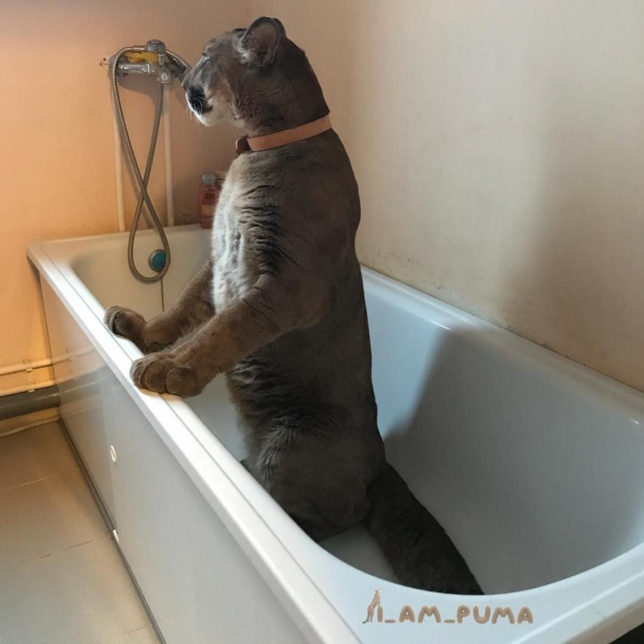 Пума по кличке Месси