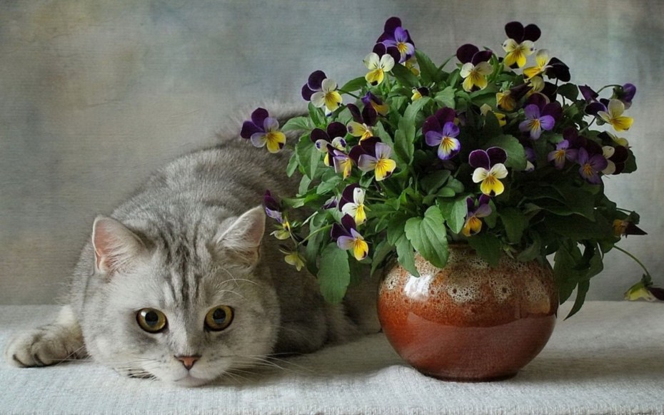 Черная кошка в деревне