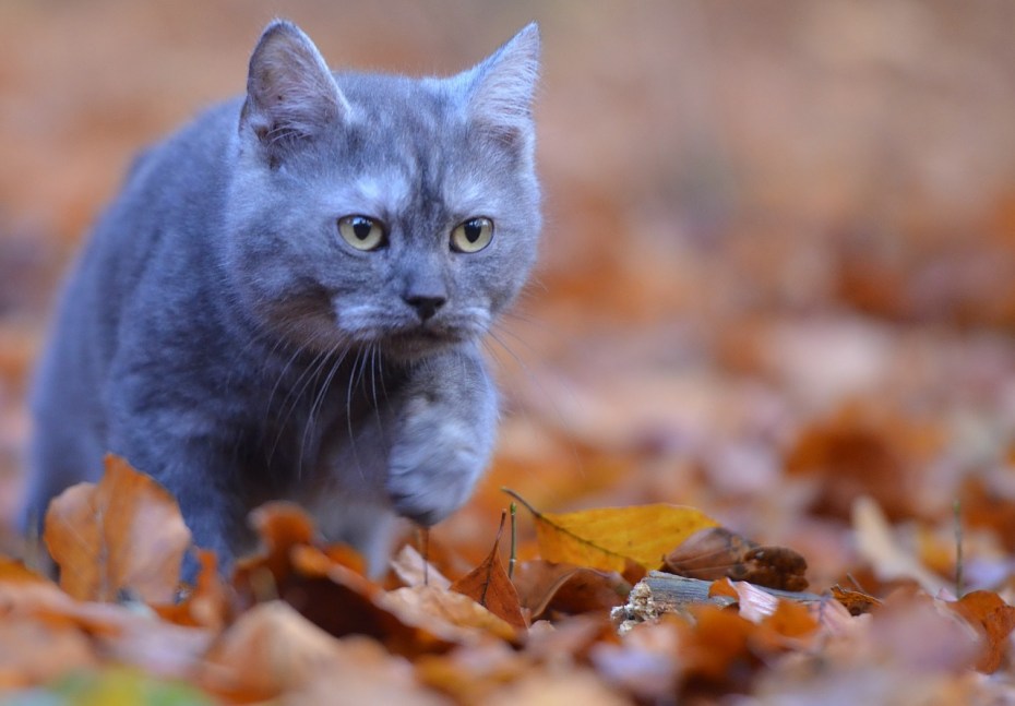 Котенок с белыми лапками приметы и суеверия
