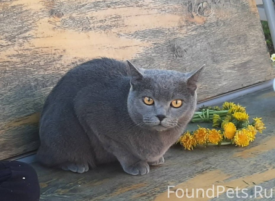 Красивая черная кошка