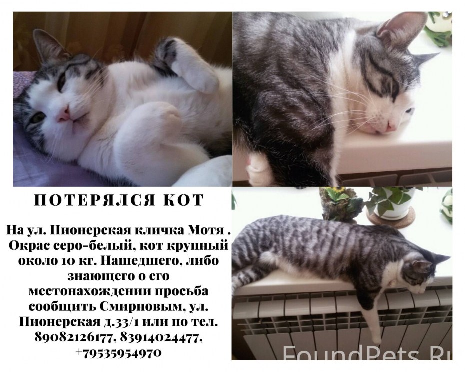 Черный кот перебегает дорогу