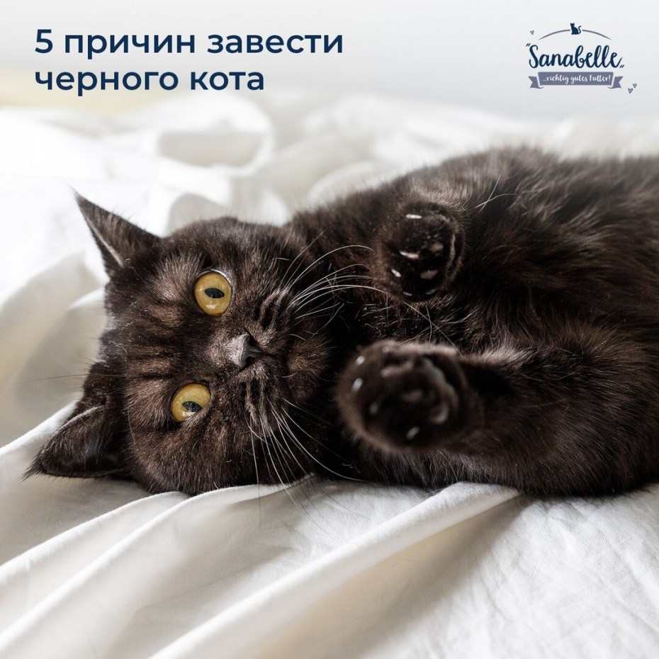 Анха кошка обои
