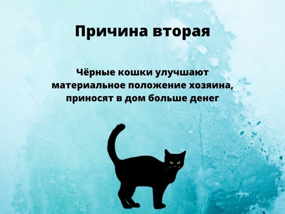 Пропал кот