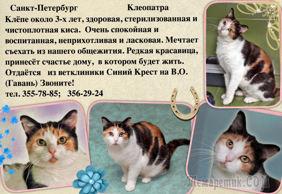 Рассказ о трехцветной кошке