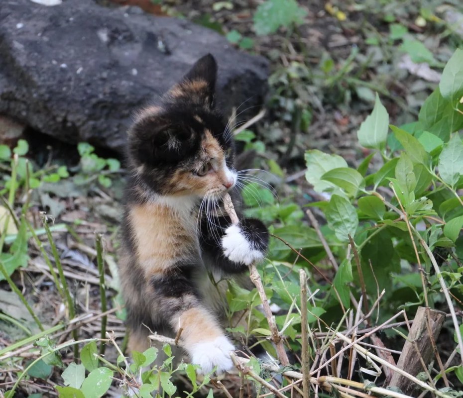 Черная кошка в Англии