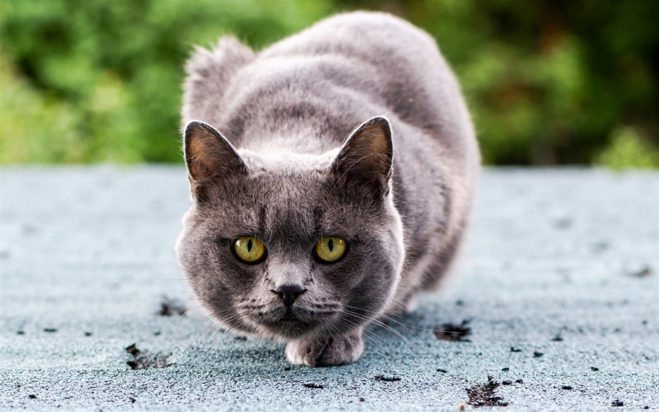 Черная кошка суеверие