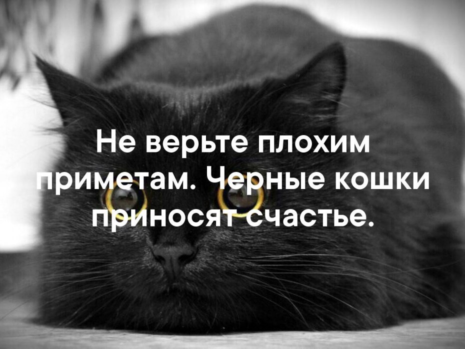 Трехцветная кошка с котятами
