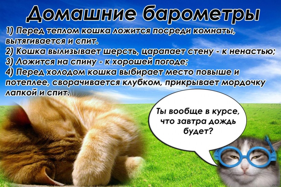 Кошки приносящие деньги удачу