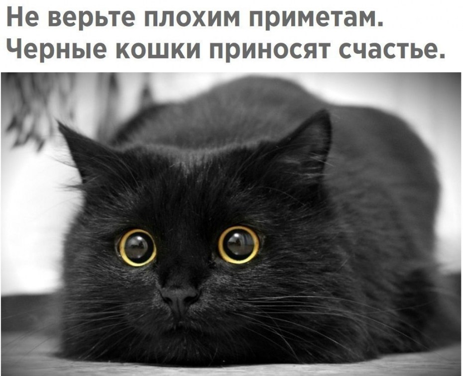 Черные кошки приносят удачу