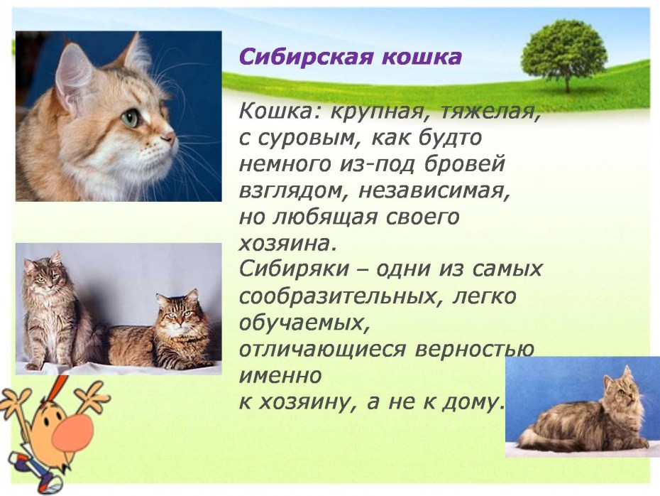 Черноглазая кошка