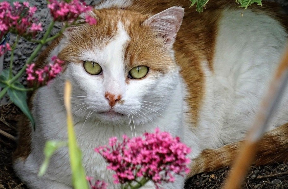 Черный кот и кошка