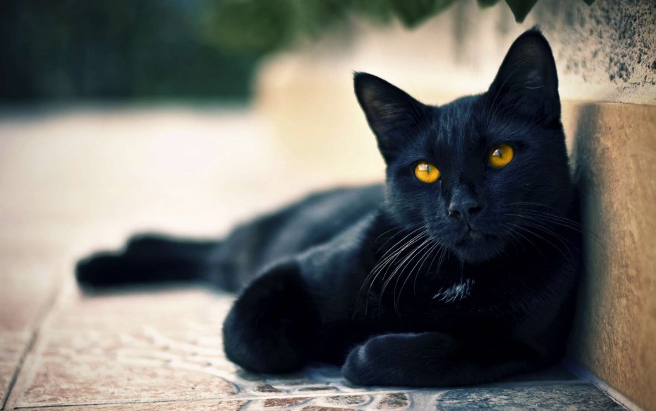 Черная кошка и хозяин