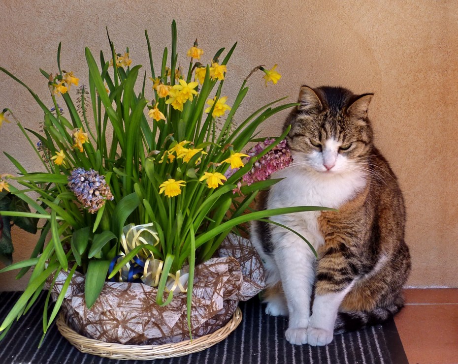 Какими кошками цветами