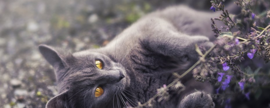 Рыжий кот