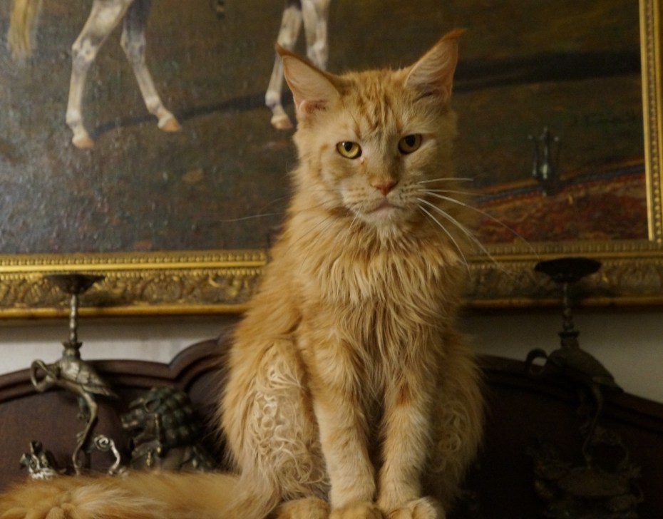 Кот Мейн кун