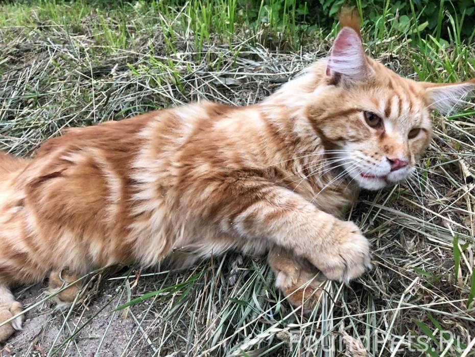 Метис Мейн куна и экзота