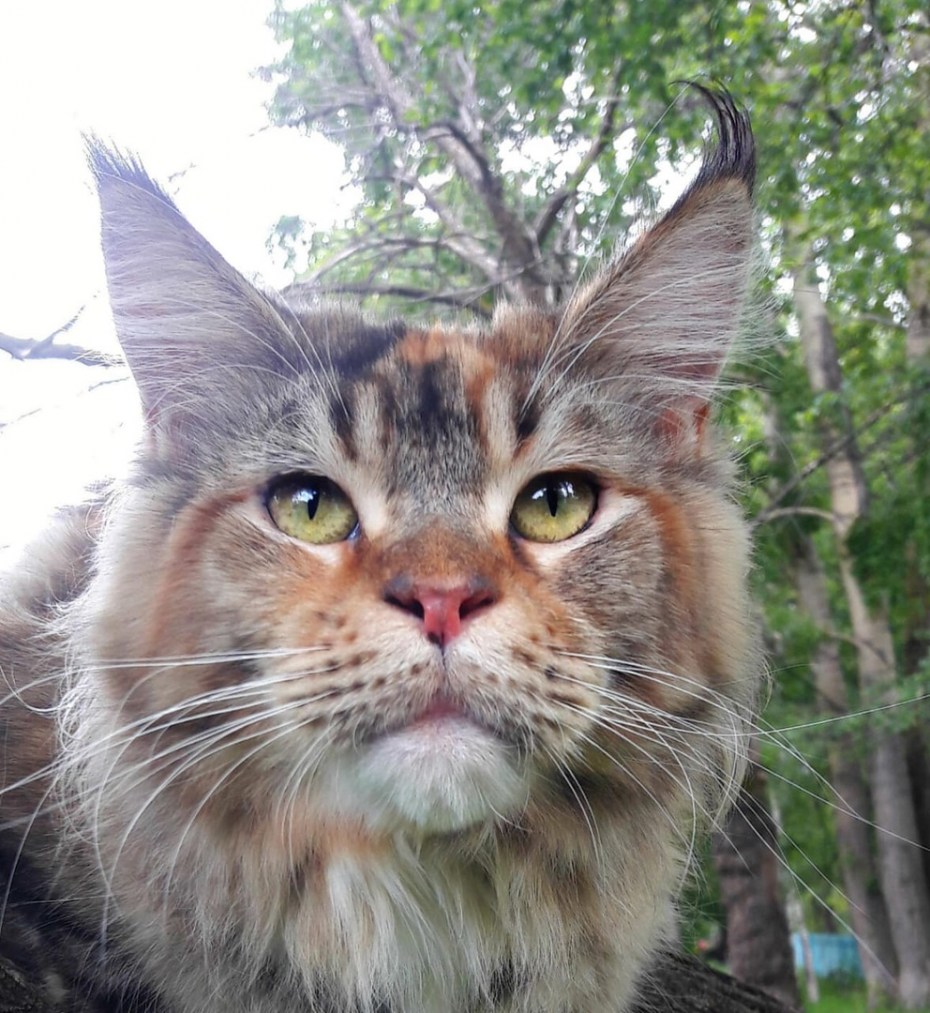 Камышовый Котофей