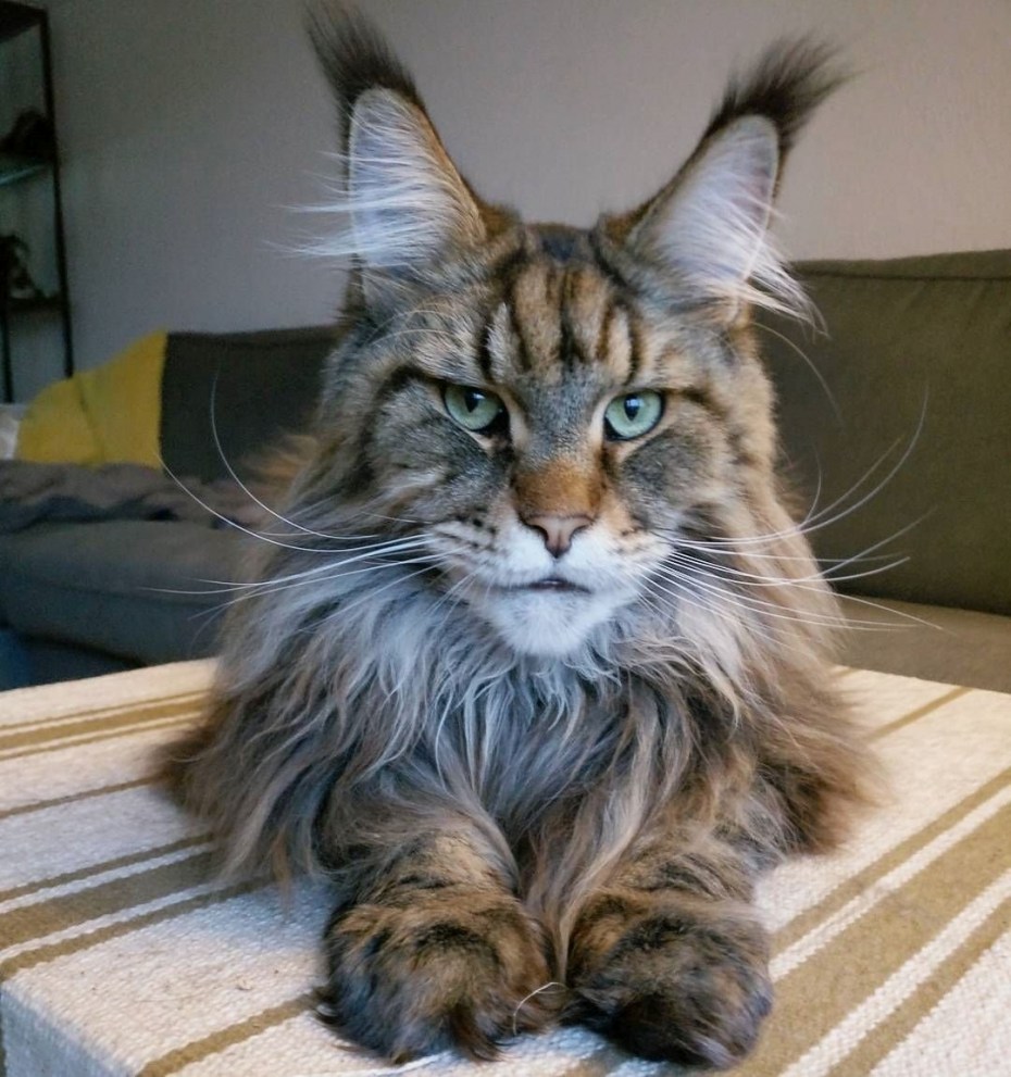 Кошка Мейн кун
